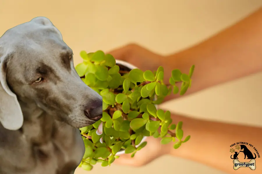 are jade plants toxic to dogs