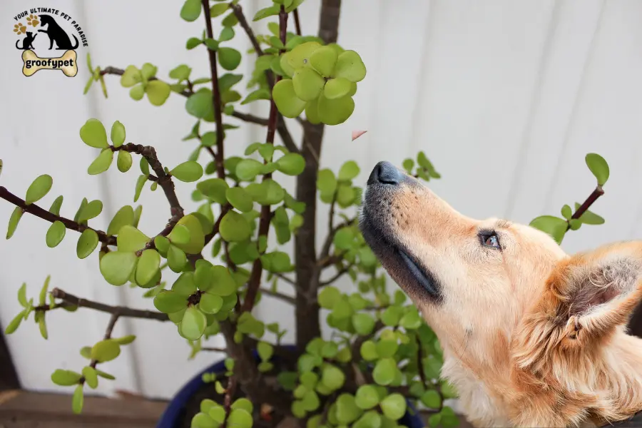 are jade plants toxic to dogs