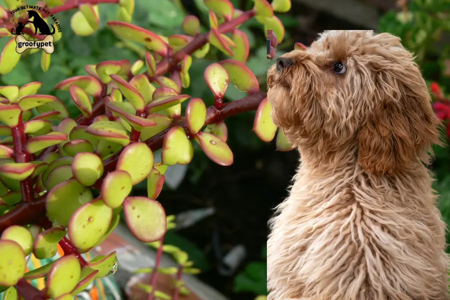 are jade plants toxic to dogs