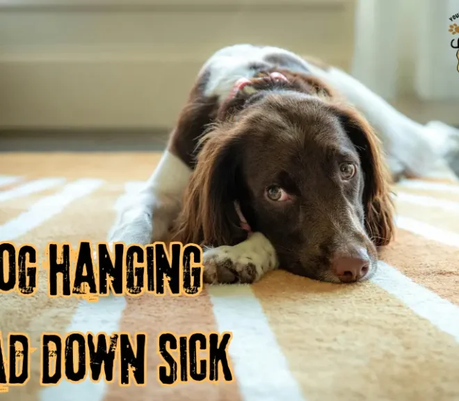 Dog Hanging Head Down Sick: Save Your Pet From Silent Pain!