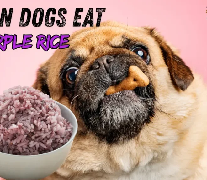 Can Dogs Eat Purple Rice? Discover This Superfood Treat!