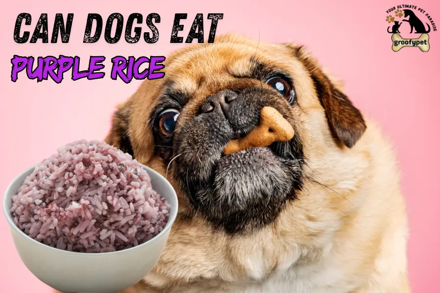 can dogs eat purple rice
