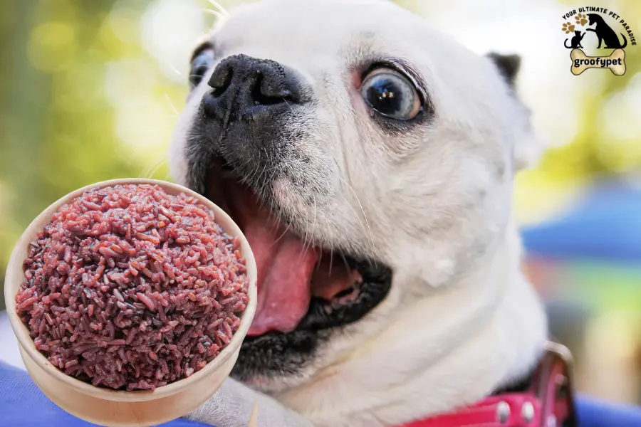 can dogs eat purple rice