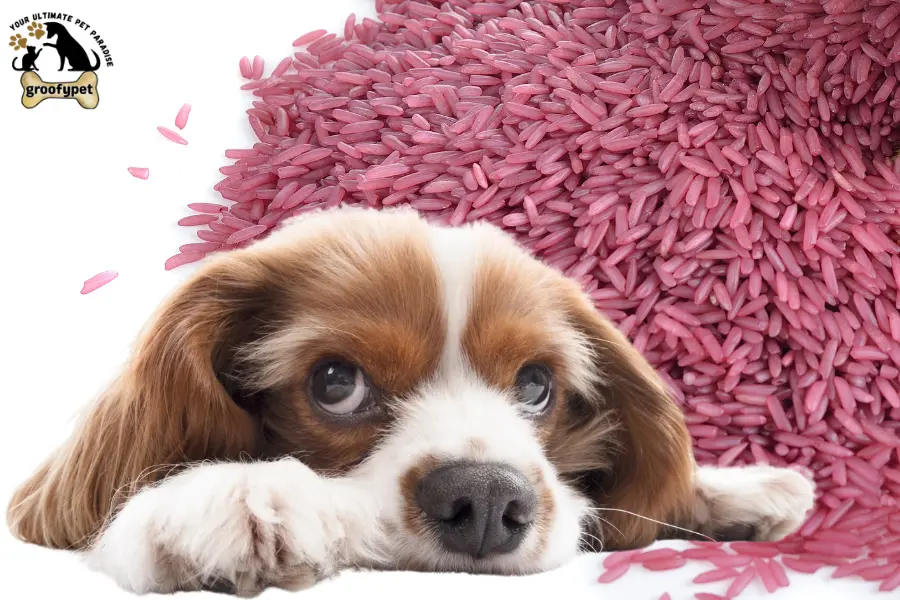 can dogs eat purple rice