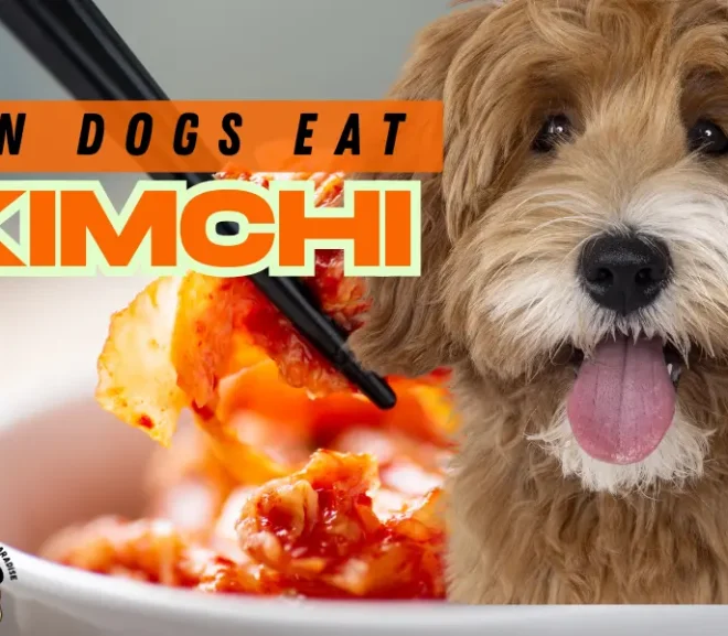 Can Dogs Eat Kimchi? Stop and Read Before Sharing!