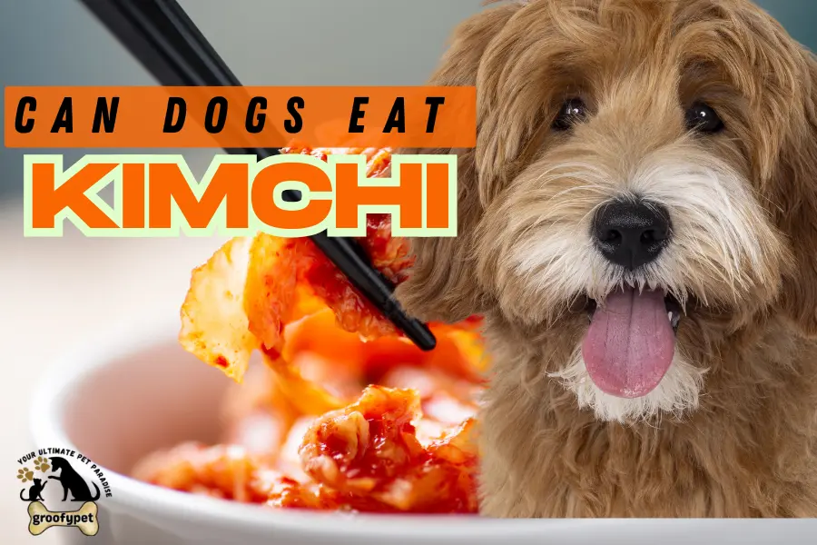can dogs eat kimchi