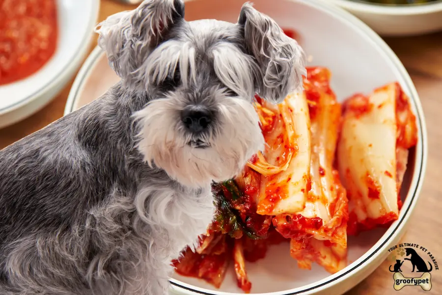 can dogs eat kimchi