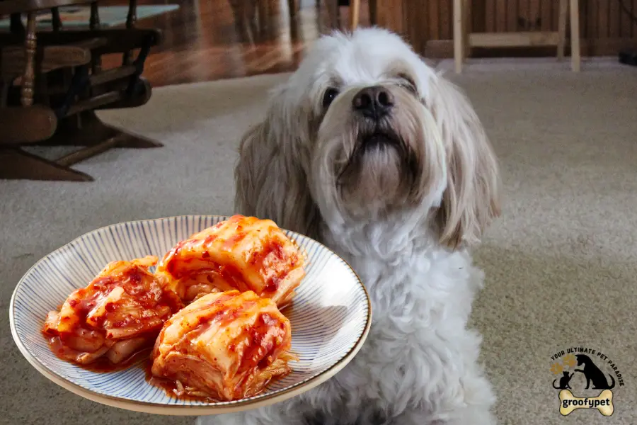 can dogs eat kimchi