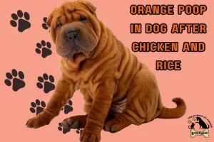 orange poop in dog after chicken and rice