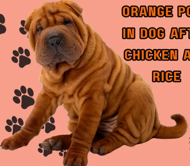 Orange Poop in Dog After Chicken and Rice? Stay Calm and Read This First!