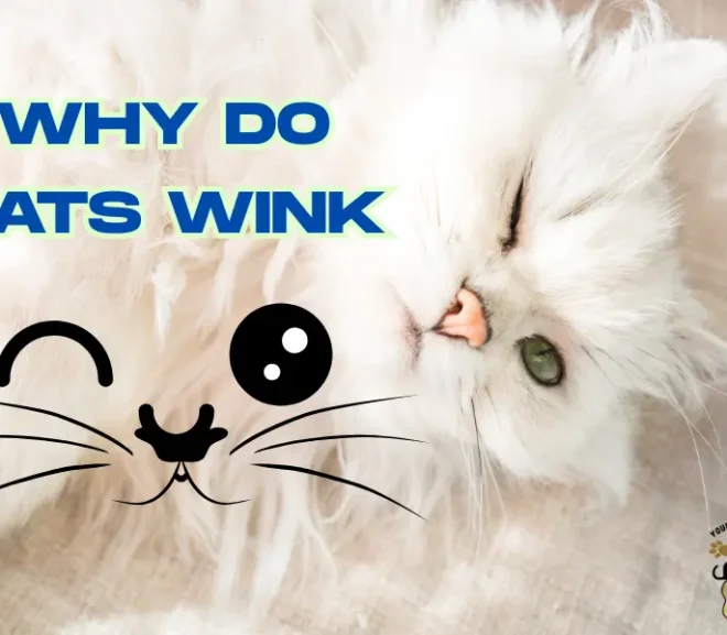 Why Do Cats Wink? A Cute Habit With a Loving Message!