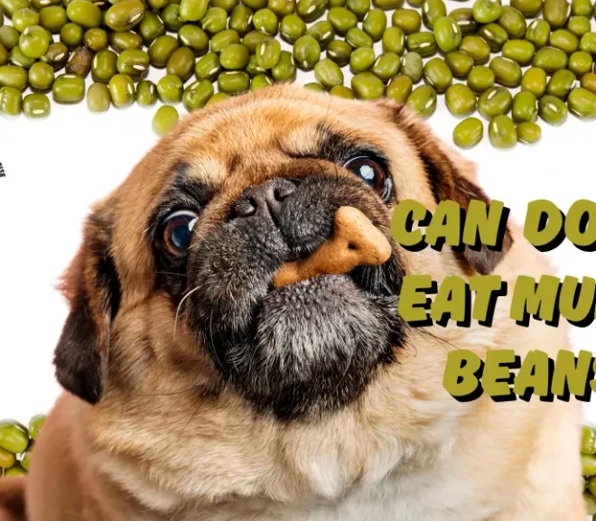 Can Dogs Eat Mung Beans? Support a Strong Belly and Happy Life!