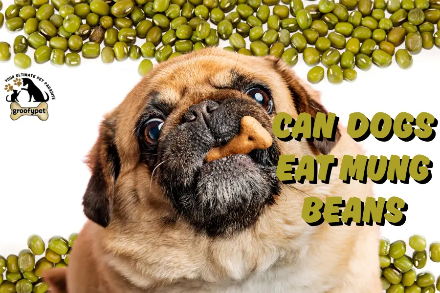 can dogs eat mung beans