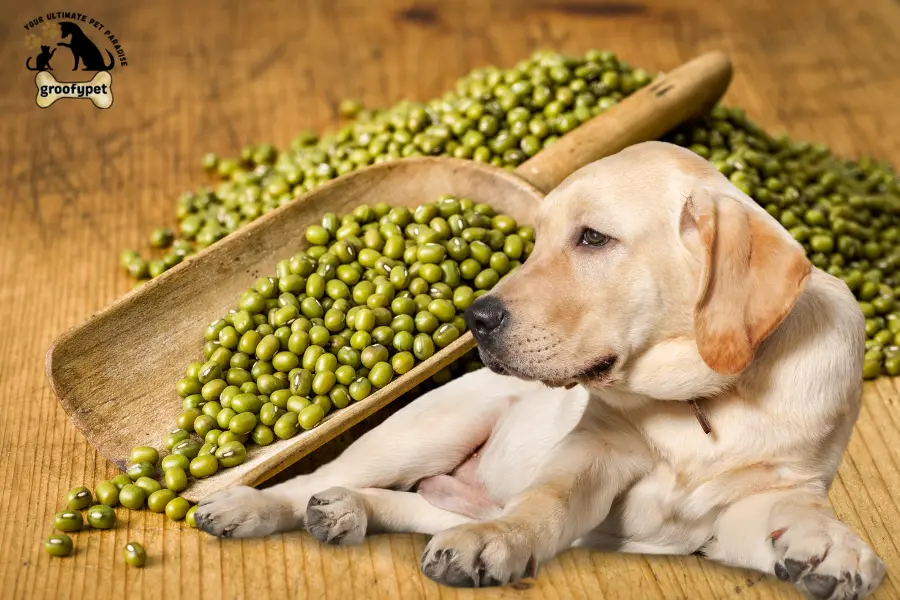 can dogs eat mung beans