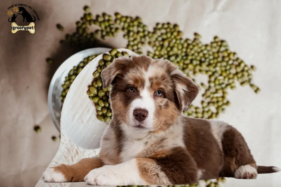 can dogs eat mung beans