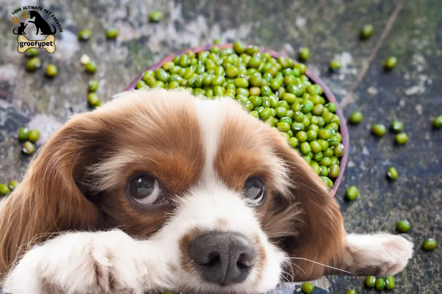 can dogs eat mung beans