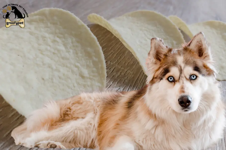 can dogs eat pringles