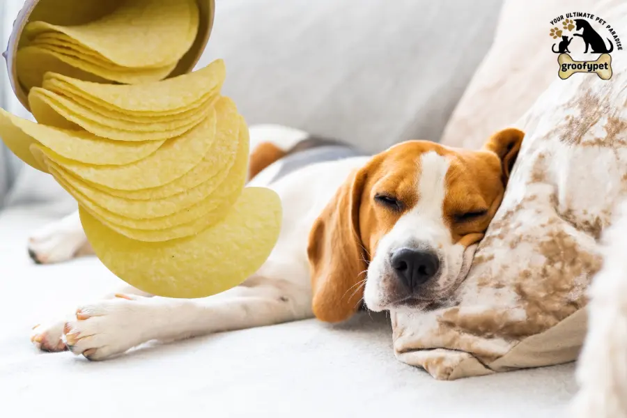 can dogs eat pringles