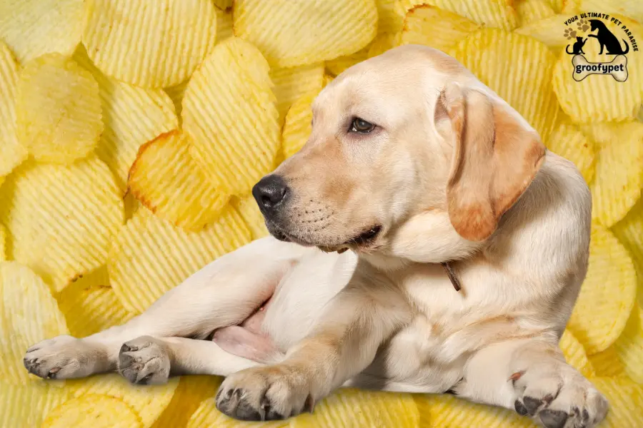 can dogs eat pringles