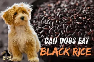 can dogs eat black rice