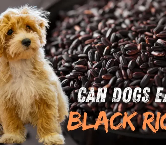 Can Dogs Eat Black Rice? A Safe Super Grain for Happy pet!