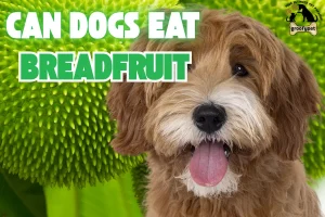 can dogs eat breadfruit