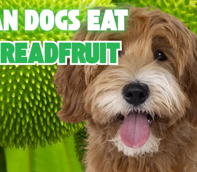 Can Dogs Eat Breadfruit? Discover This Safe and Surprising Tropical Treat!