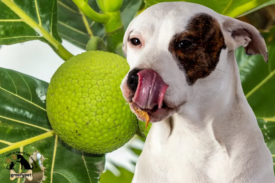 can dogs eat breadfruit