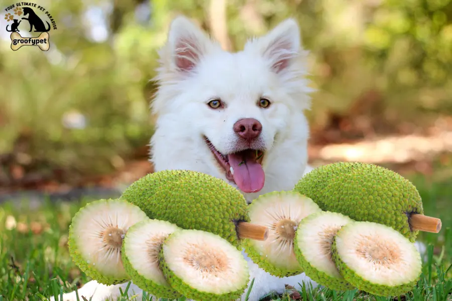 can dogs eat breadfruit