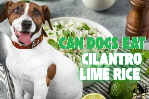 can dogs eat cilantro lime rice