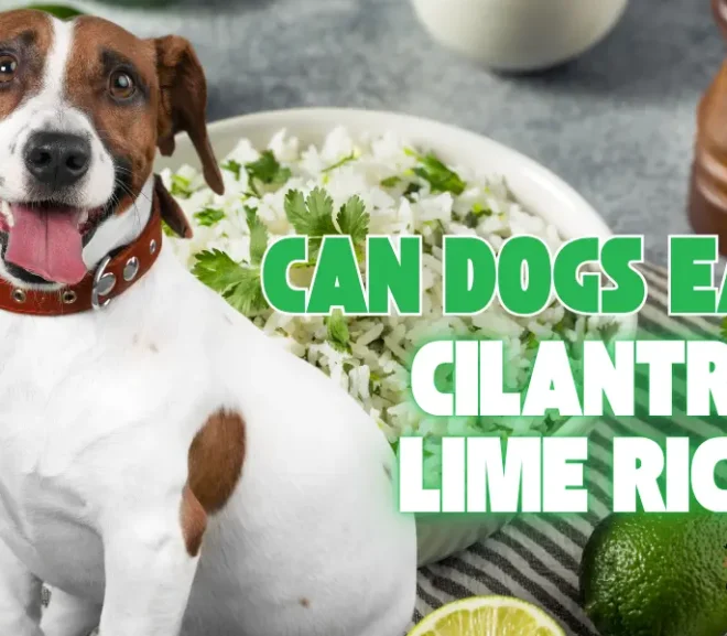 Can Dogs Eat Cilantro Lime Rice? Discover the Delicious Answer!