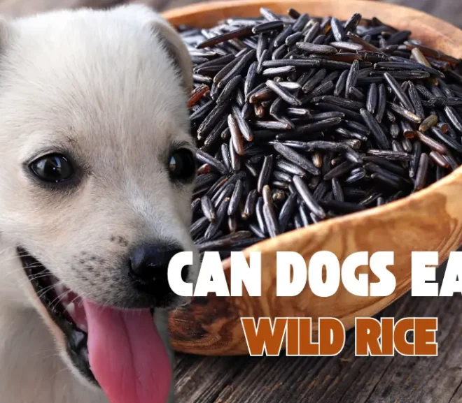 Can Dogs Eat Wild Rice ? Try This Power Grain Safely