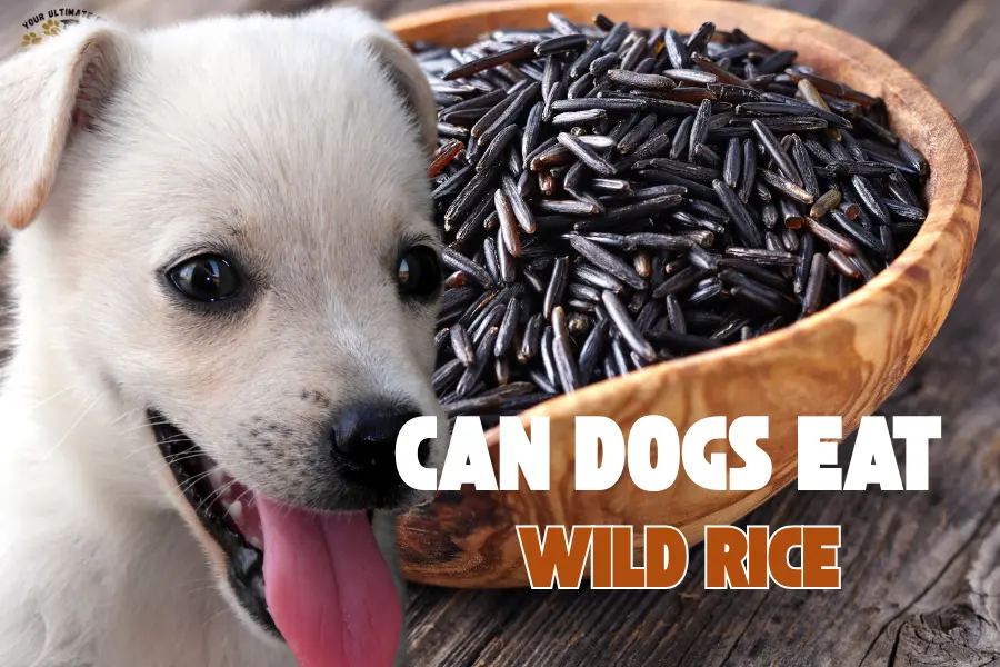 Can dogs eat wild rice
