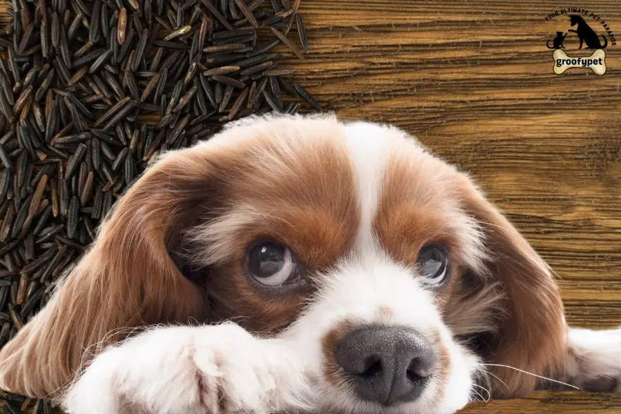 Can dogs eat wild rice