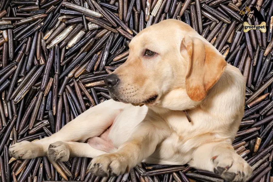 Can dogs eat wild rice