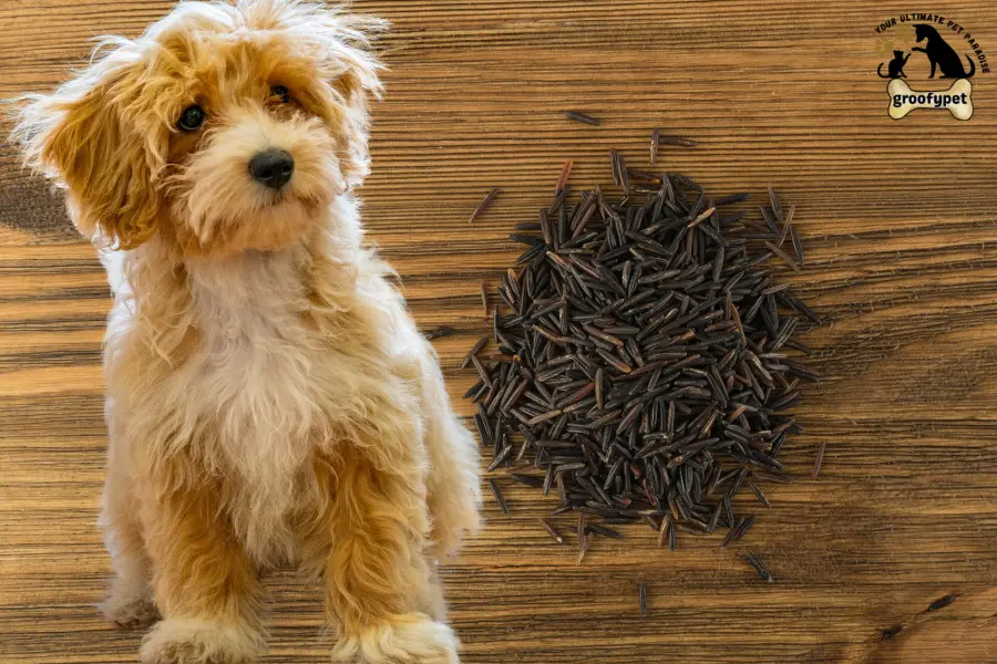 Can dogs eat wild rice