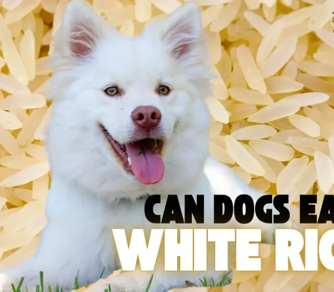 Can Dogs Eat White Rice: The Ultimate Guide to Safe Feeding!