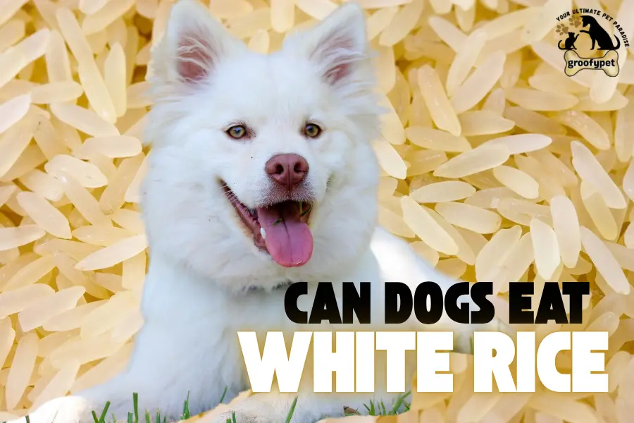 can dogs eat white rice