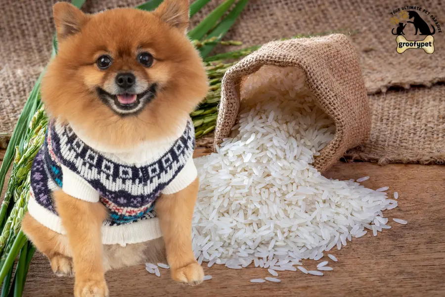 can dogs eat white rice