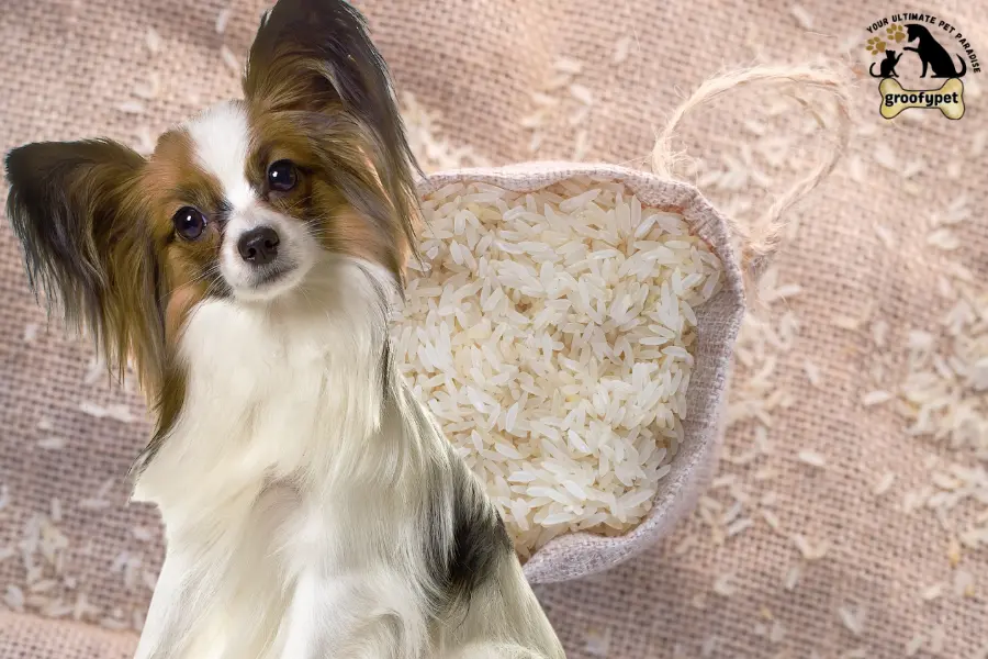 can dogs eat white rice