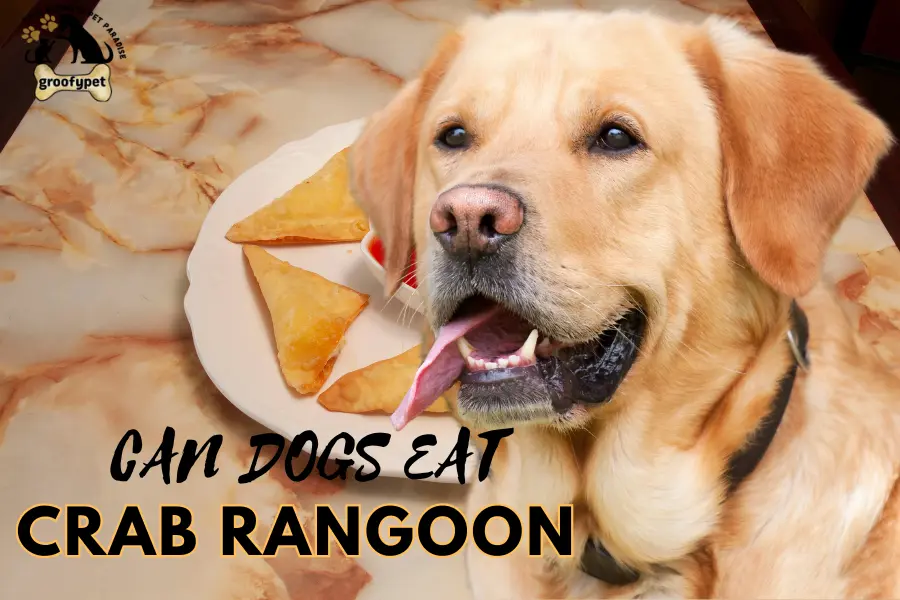 can dogs eat crab rangoon