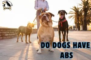 do dogs have abs