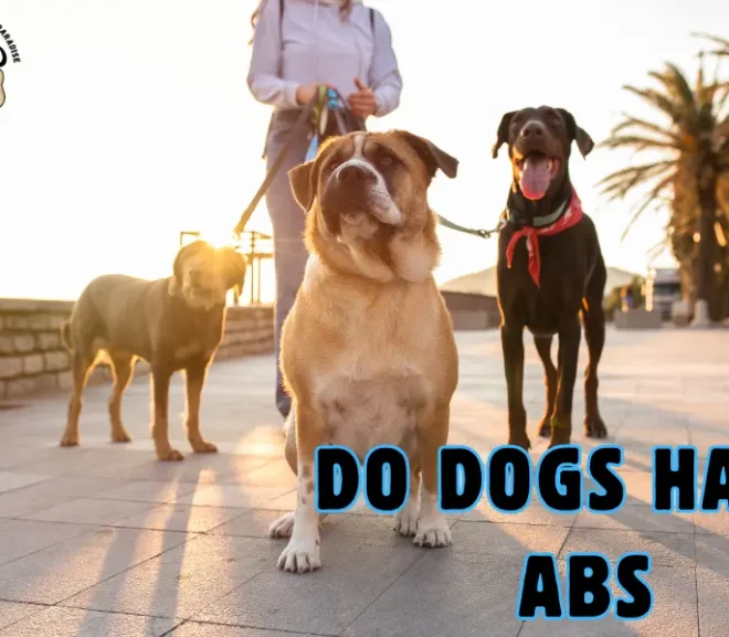 Do Dogs Have Abs?  Helpful Facts for Every Loving Dog Owner!