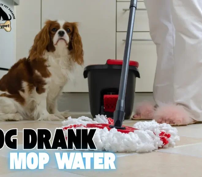 Dog Drank Mop Water? Act Fast to Save Your Pup’s Life!
