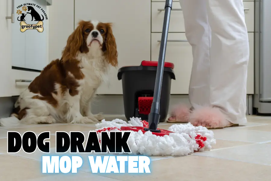 dog drank mop water