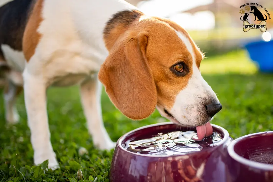 dog drank mop water