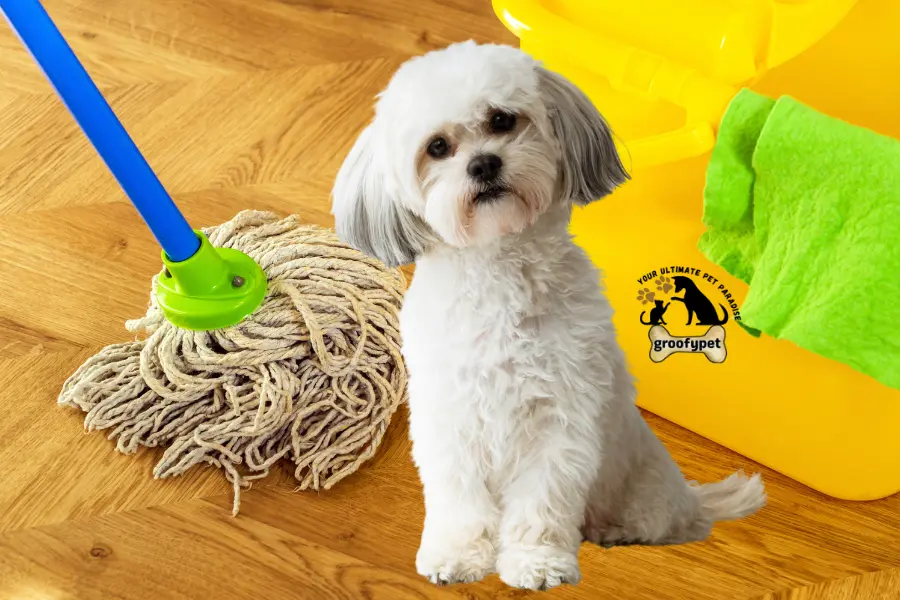 dog drank mop water