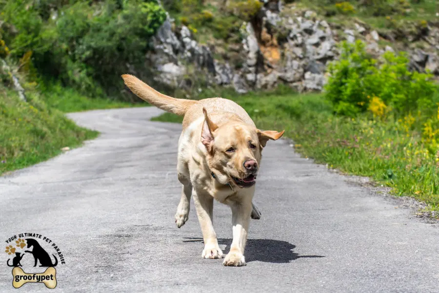 why does my dog try to suffocate me