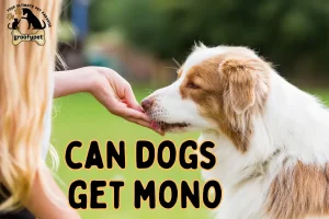 can dogs get mono