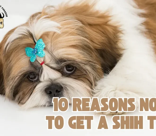 10 Reasons Not to Get a Shih Tzu Unless You’re Truly Ready